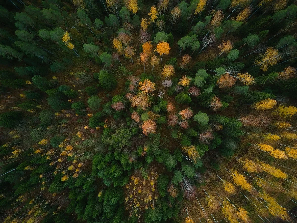 DJI_0195 copy.jpg