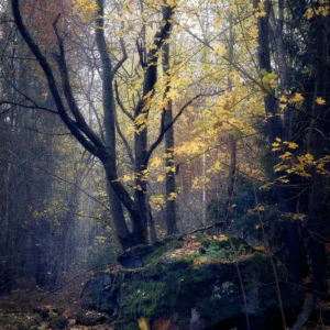 Woodland's Golden Hues