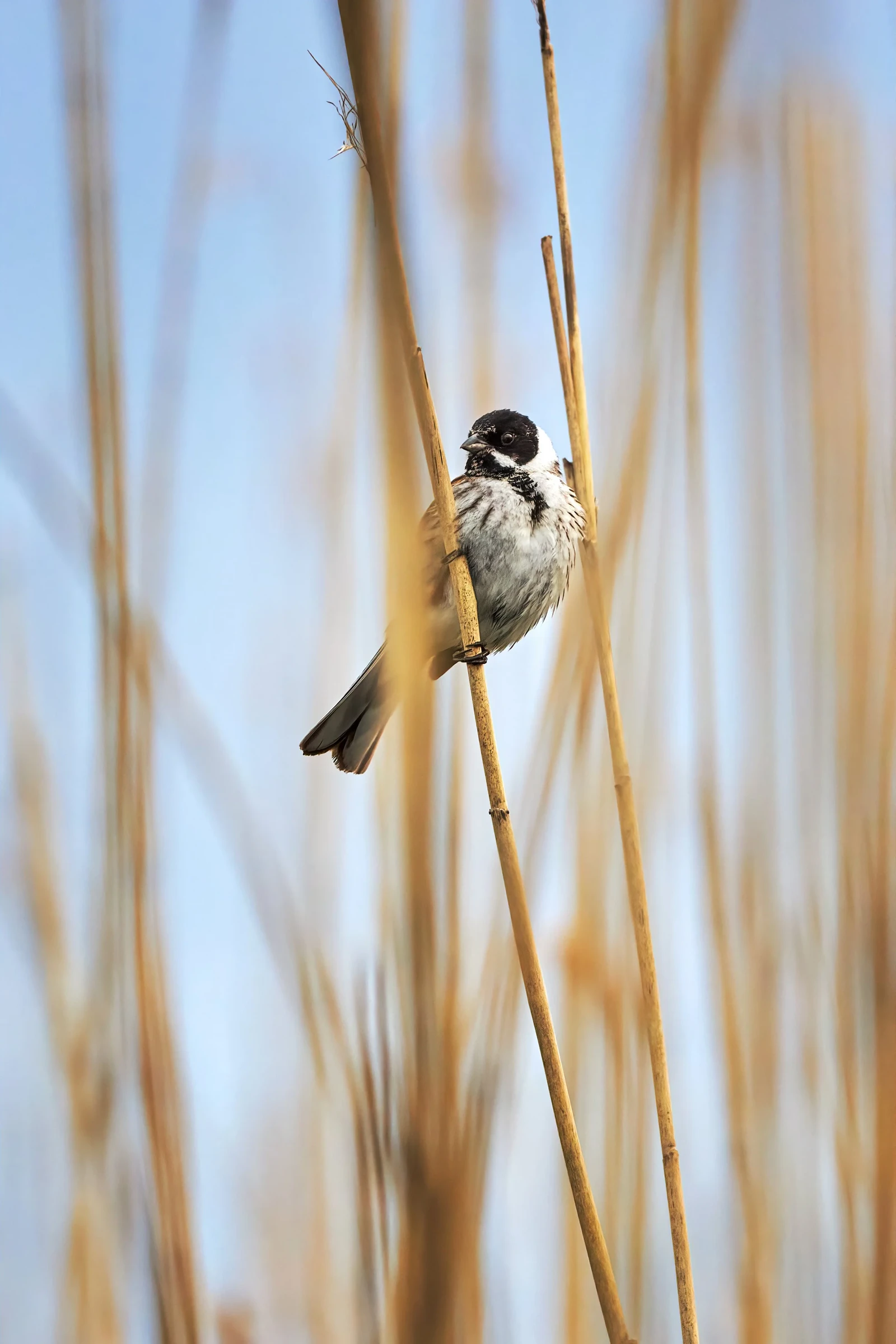 Reed Bunting