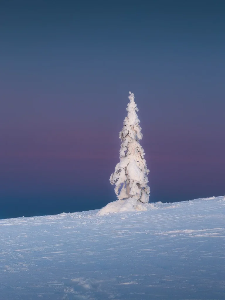 Weight of Winter — a snow-covered tree on a ridge in Riisitunturi